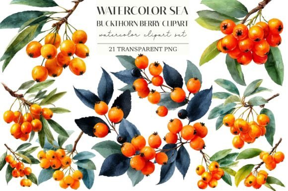 Download Watercolor Sea Buckthorn Berry Clipart - Watercolor Collection