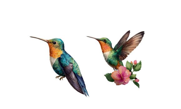 Download Watercolor Hummingbird Illustration - Watercolor Collection