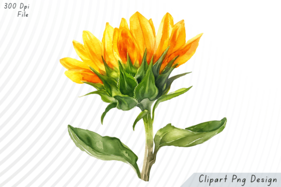 Download Watercolor Sunflower Clipart - Watercolor Collection