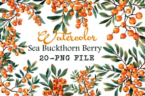 Download Watercolor Sea Buckthorn Berry Clipart - Watercolor Collection